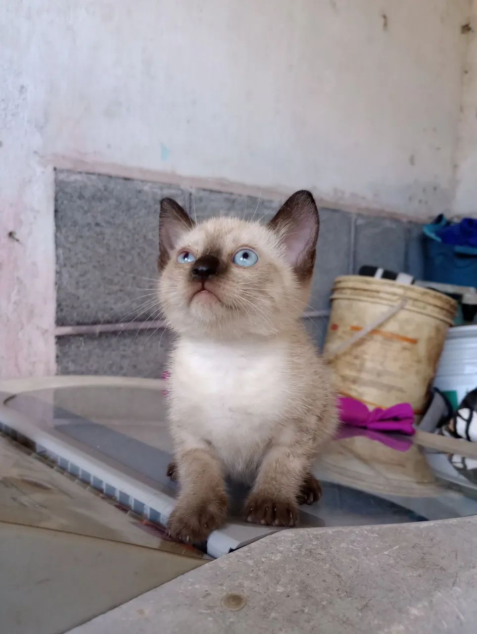 Doação Raça Mascarado Bombai