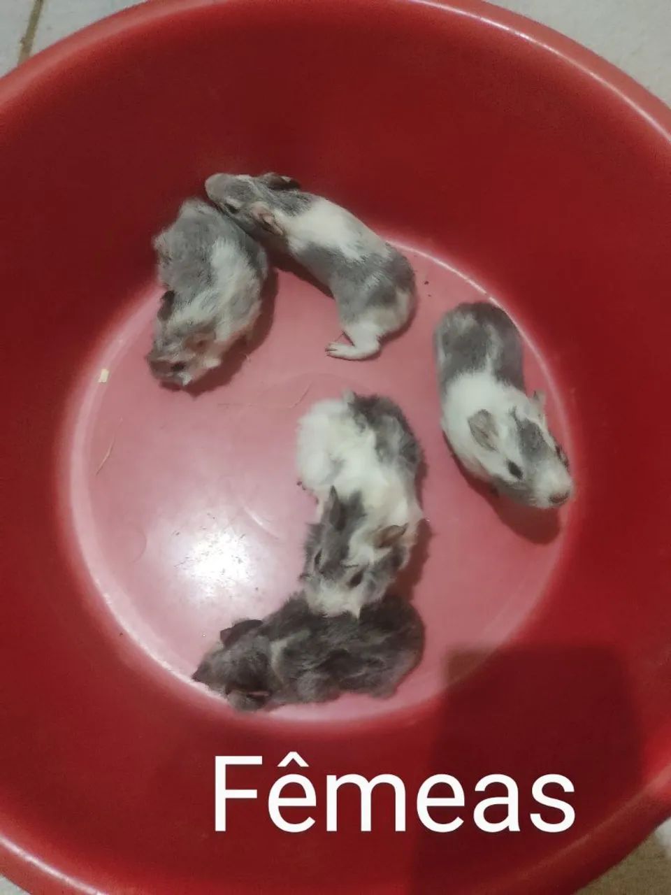 Filhotes de porquinhos da índia  - Foto 2