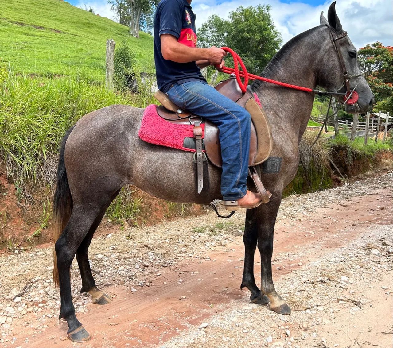 Égua Mangalarga Marchador 2 em 1