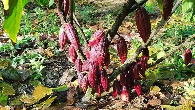 Vende -se mudas de Cacau clonado  - Foto 2