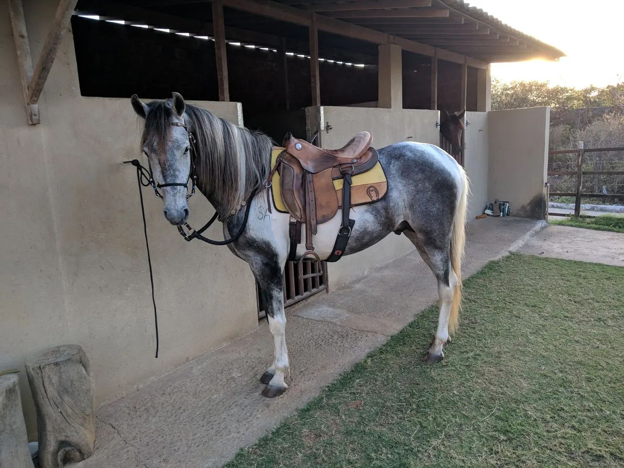 Cavalo mangalarga 