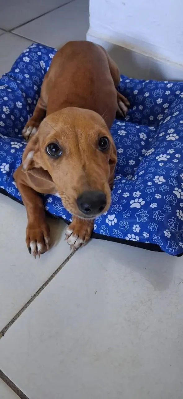 Filhote de salsicha dauschund macho com 5 meses 
