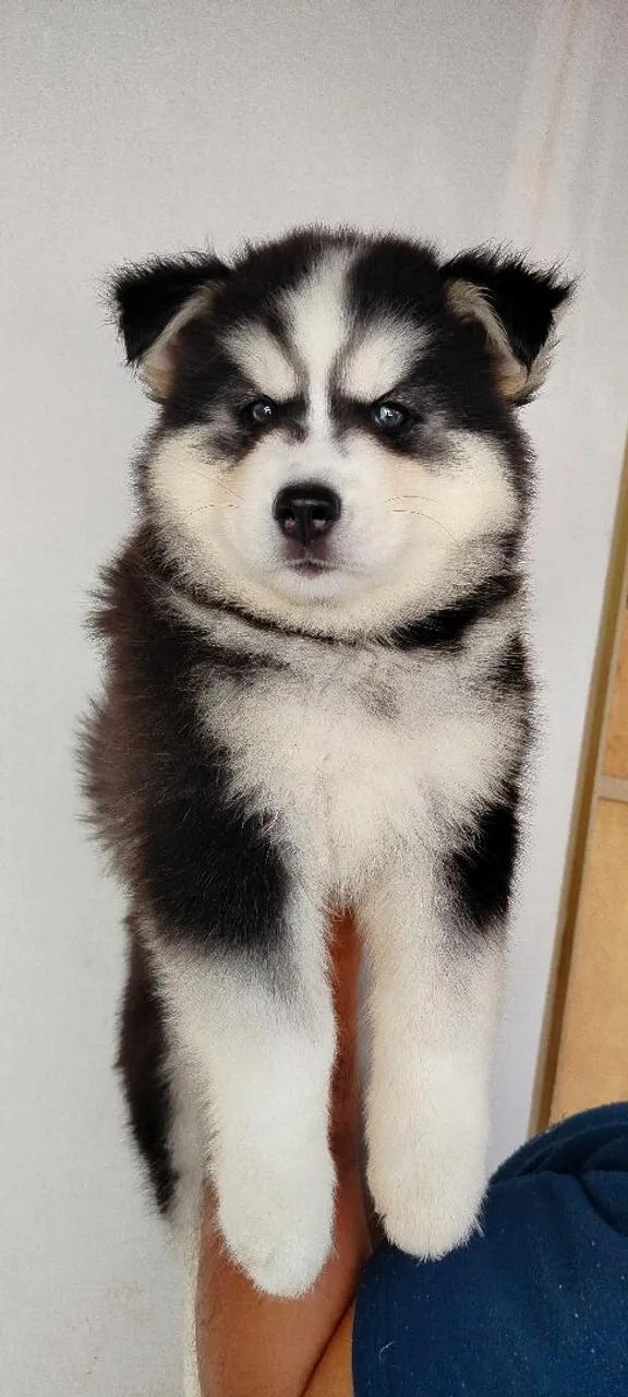 Husky Siberiano Filhote