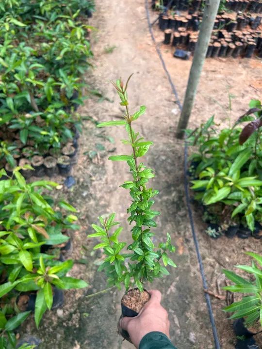 Mudas de plantas para produção rural - Foto 2
