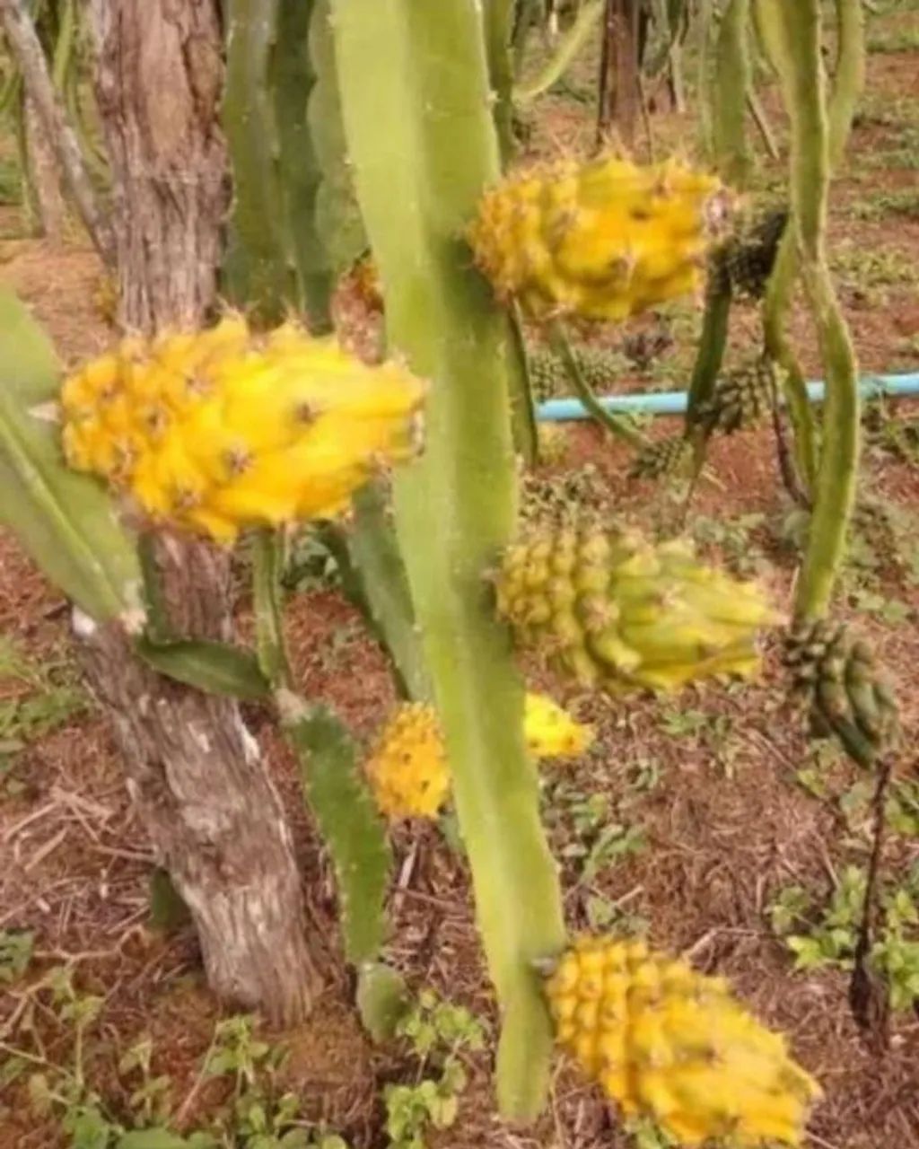 Mudas Auto-Férteis e Frutas Pitayas Organicas - Foto 2