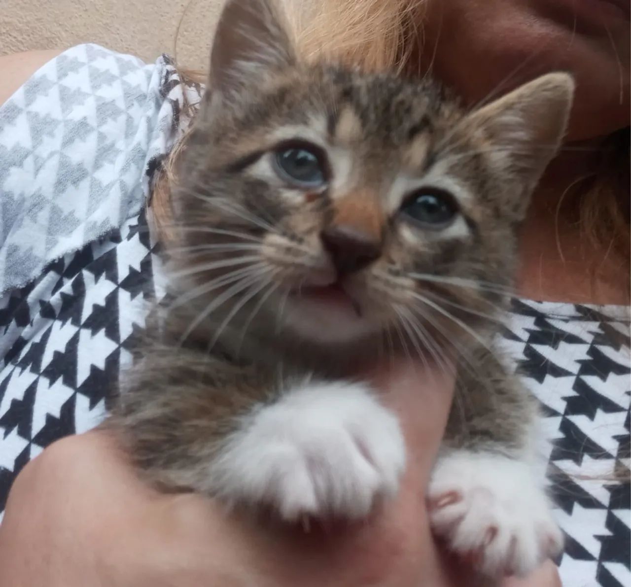 Doação gatinho filhote macho 