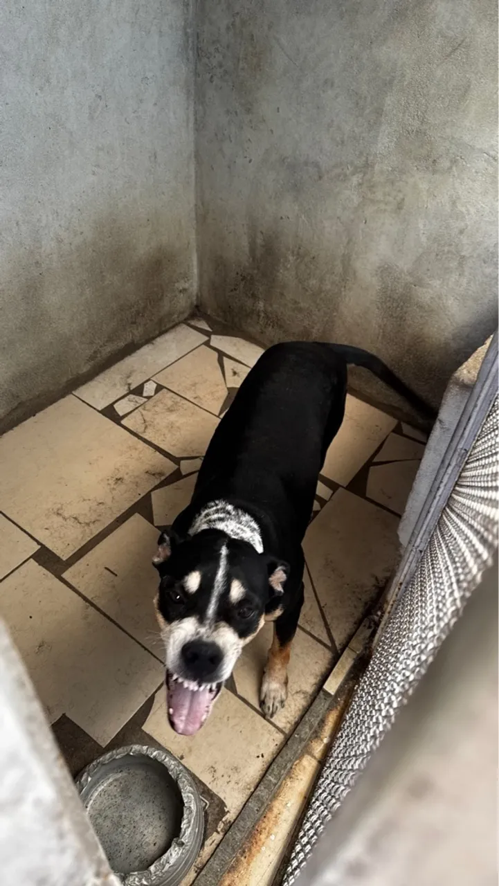 ADOÇÃO RESPONSÁVEL PARA A NIXIE - UMA GUARDIÃ LEAL E CHEIA DE AMOR!