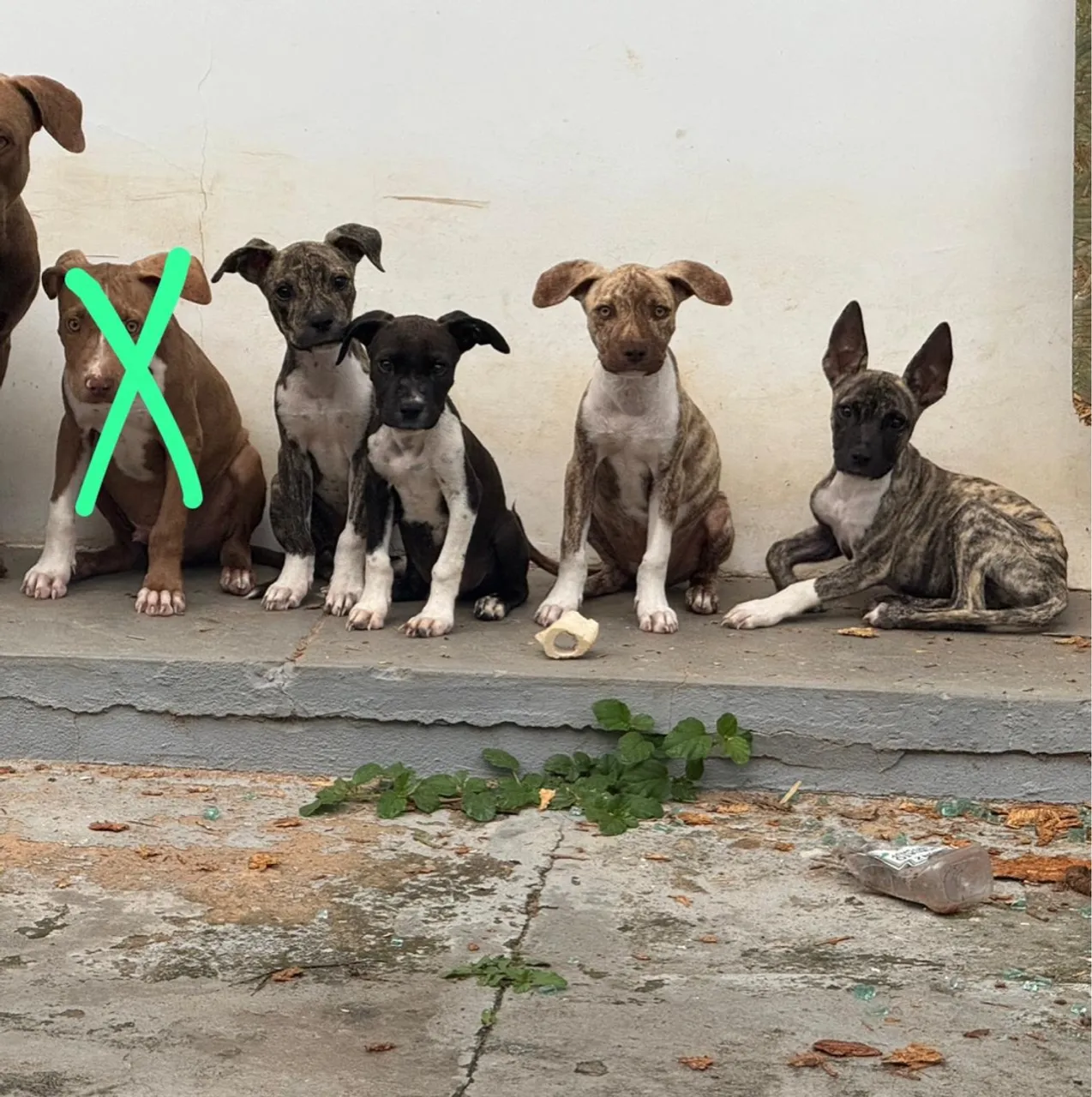Filhotes de Pitbull à venda