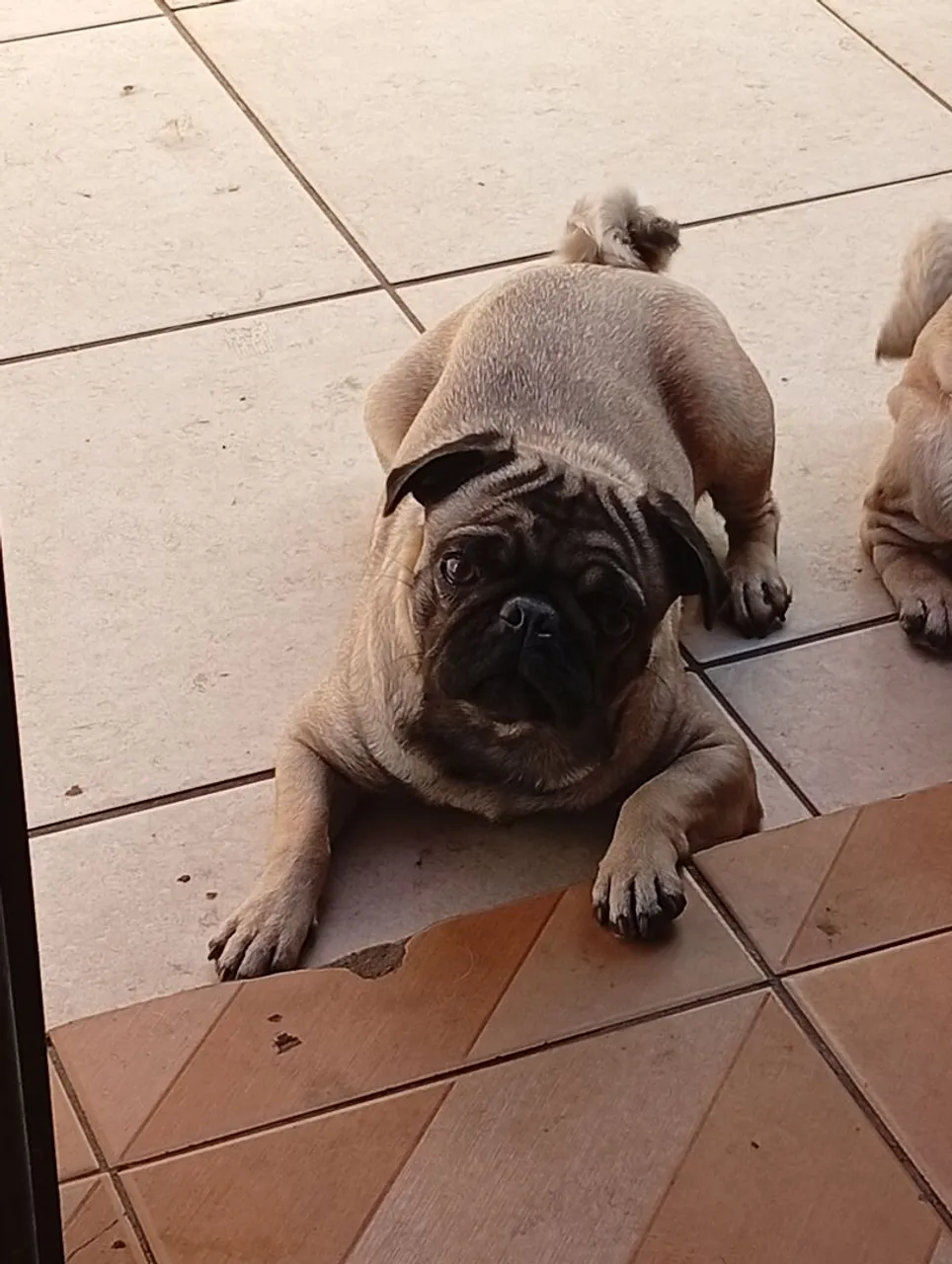 Pug fêmea