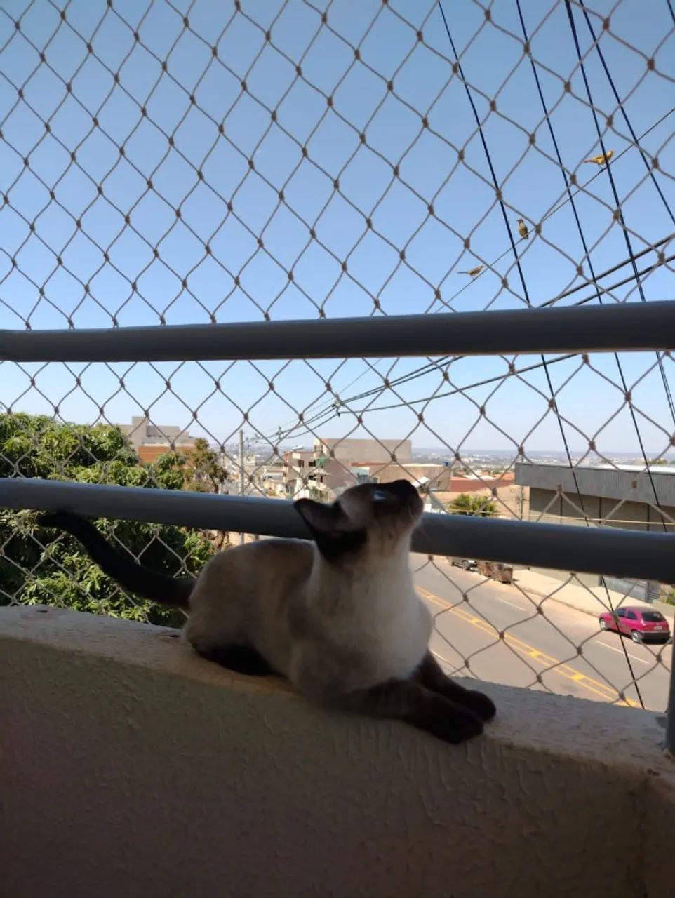 telas de proteção - Foto 3