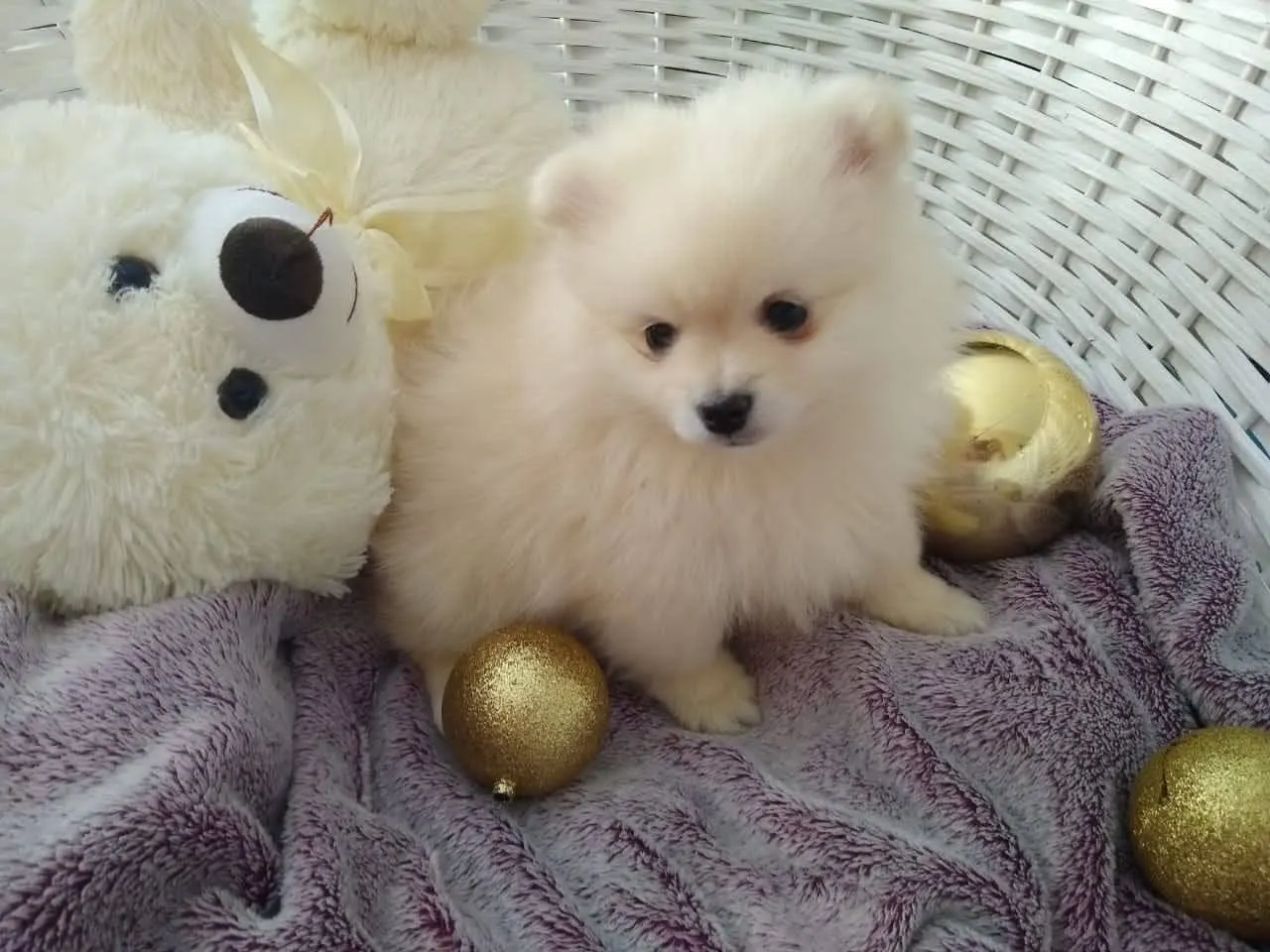 Filhote de Spitz Alemão (Lulu da Pomerânia) - Fofo e Charmoso!