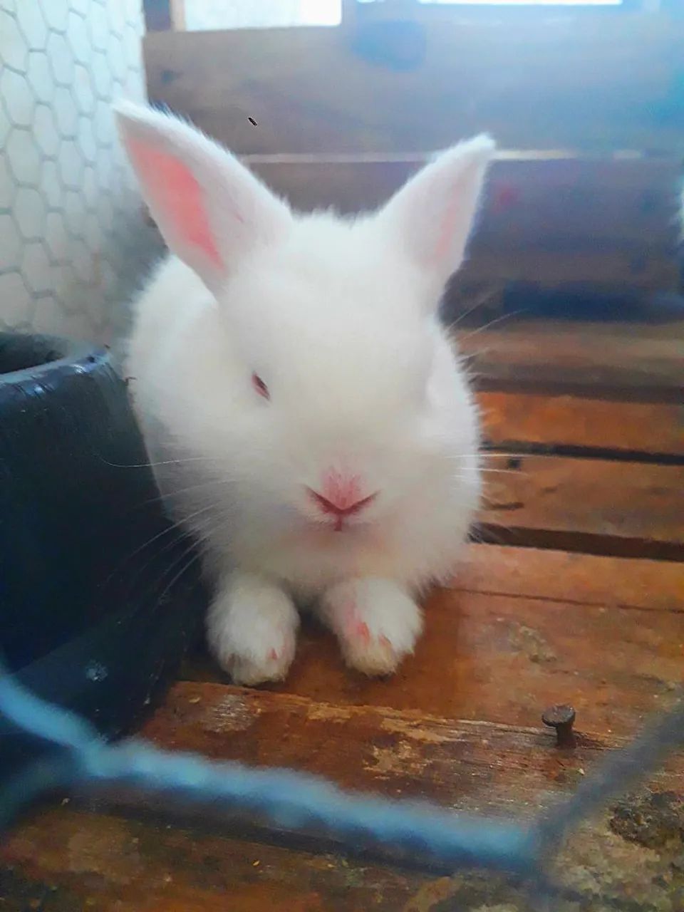 Coelhos filhotes branco - 1 mês  - Foto 3