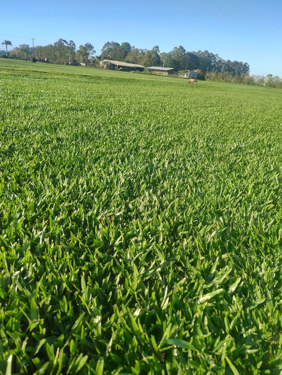 Grama  conposto64167770896897120