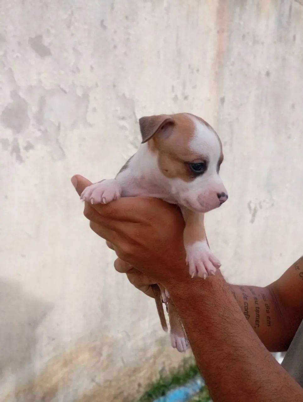 Filhote de Pitbull (amstaff) - Foto 3