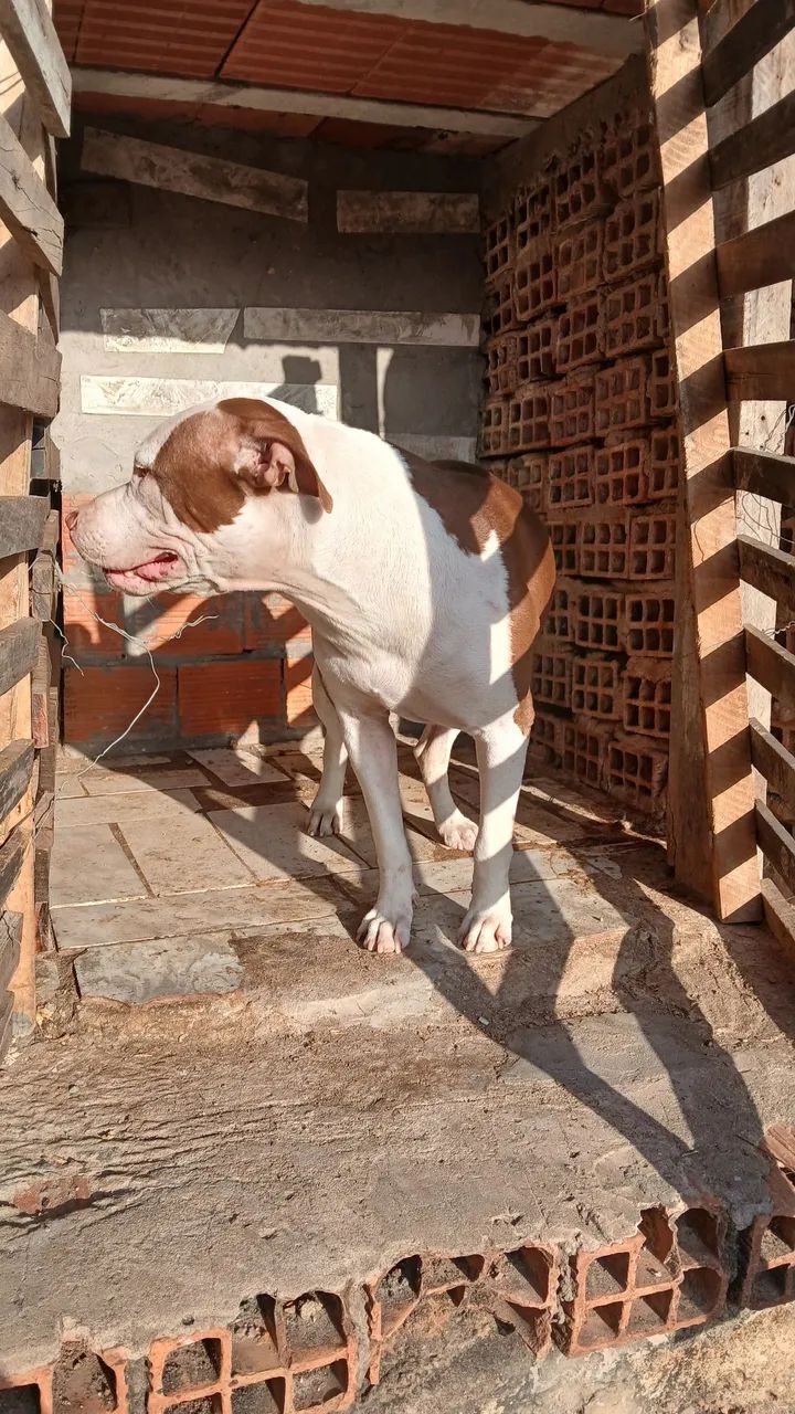Vendas pit bull mansos, com carteira de vacinação em dias ,são 3 1macho 2femea ,2 brancos  - Foto 4