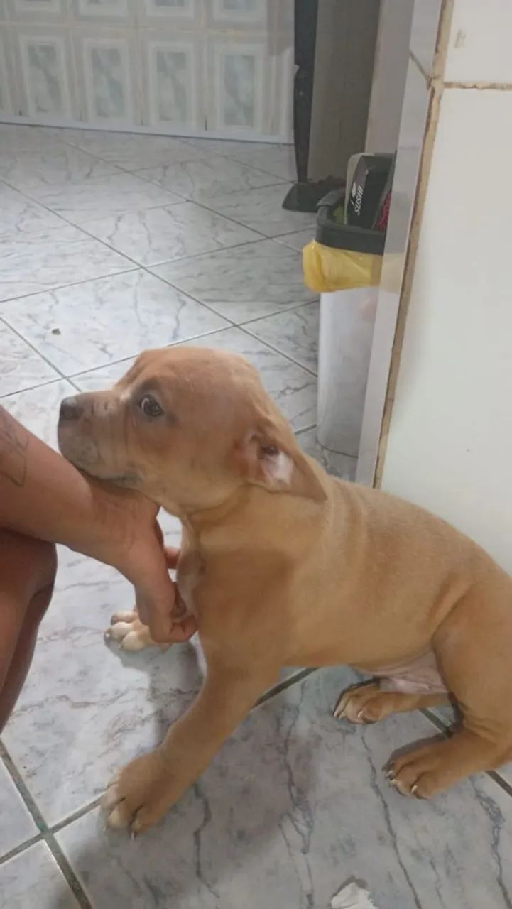 Vende-se se American Bull 