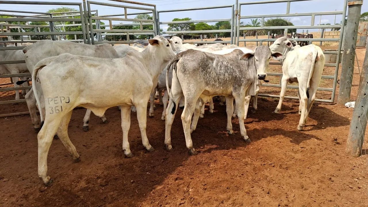 Bezerras PO  - Foto 3