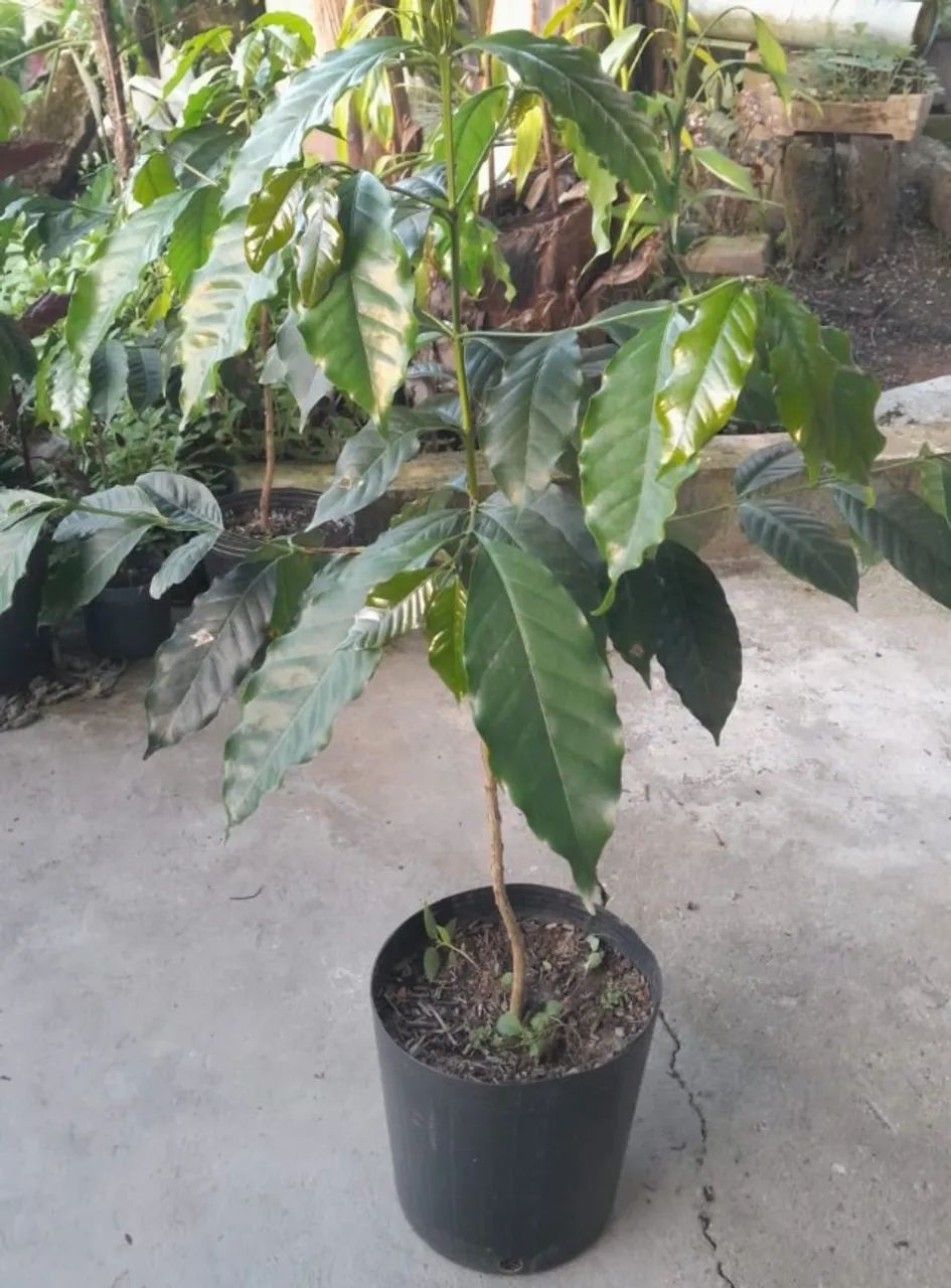 Muda de Café - Foto 5