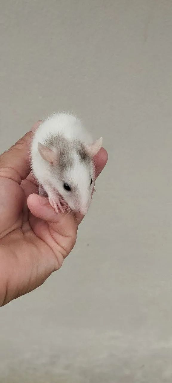 Filhotes ratos Twisters  - Foto 2