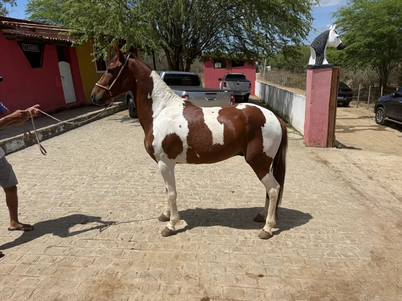 Cavalo manga larga com documento  - Foto 4