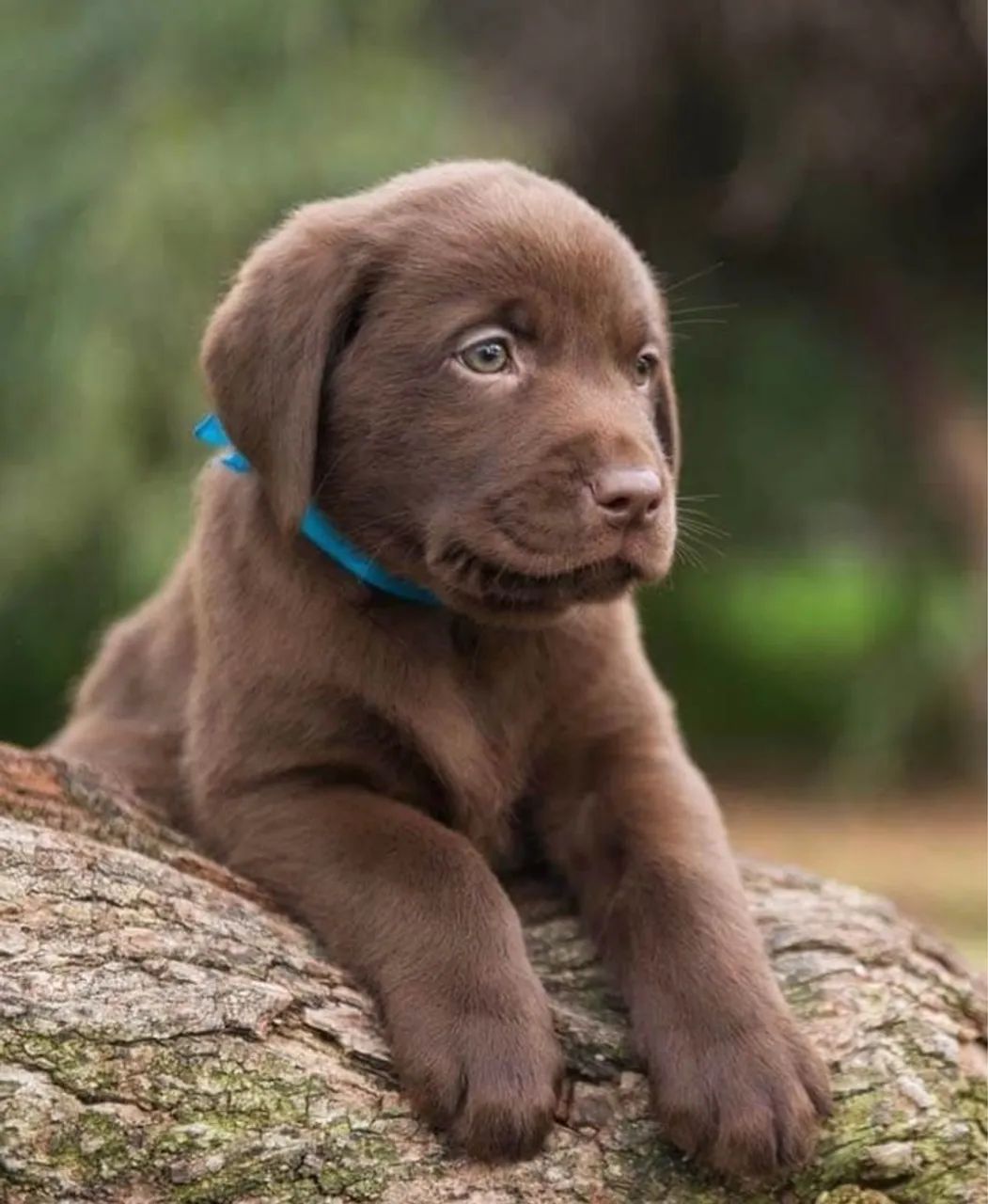 Labrador Chocolate filhote 