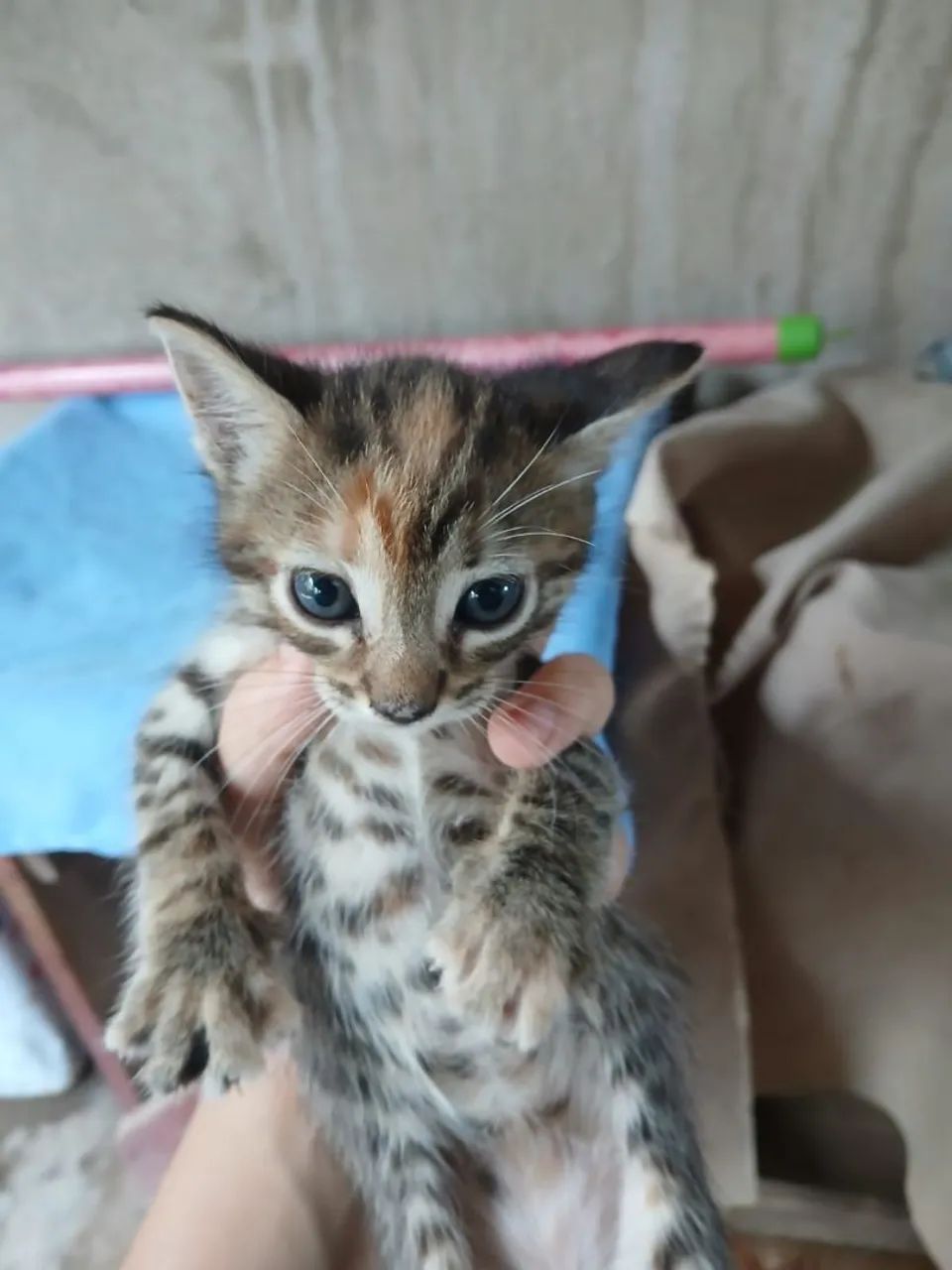 Gatinhos para adoção - Foto 2