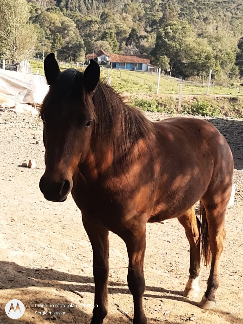 Cavalo para Venda