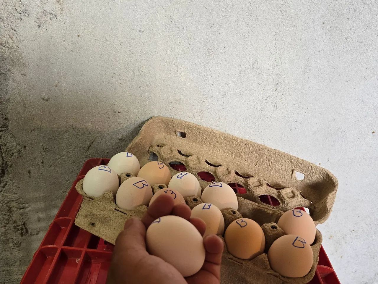 Ovos e Pintinhos de Galinha Balão