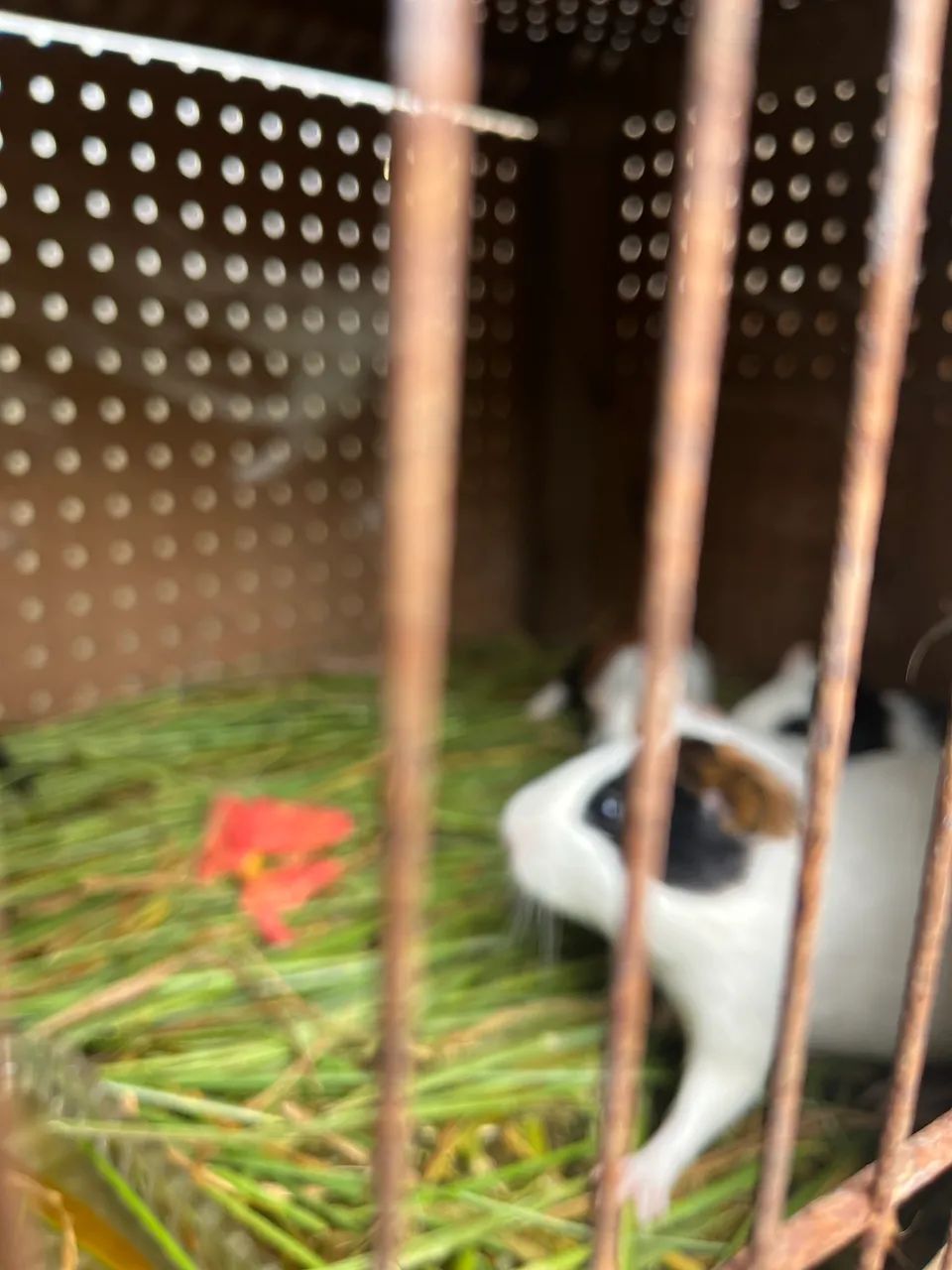 Porquinho da índia 64650777813378120