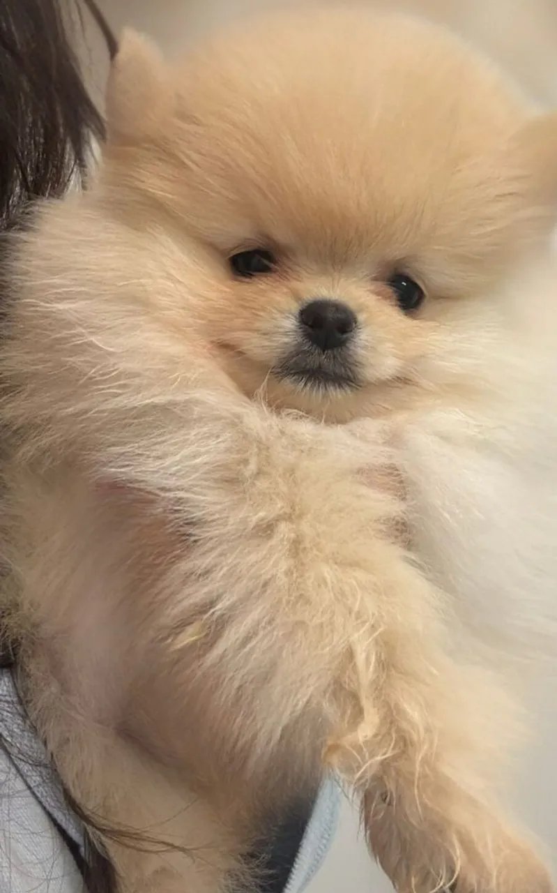 Lulu da pomerania ananzinho ursinho macho ,fica da cor ouro