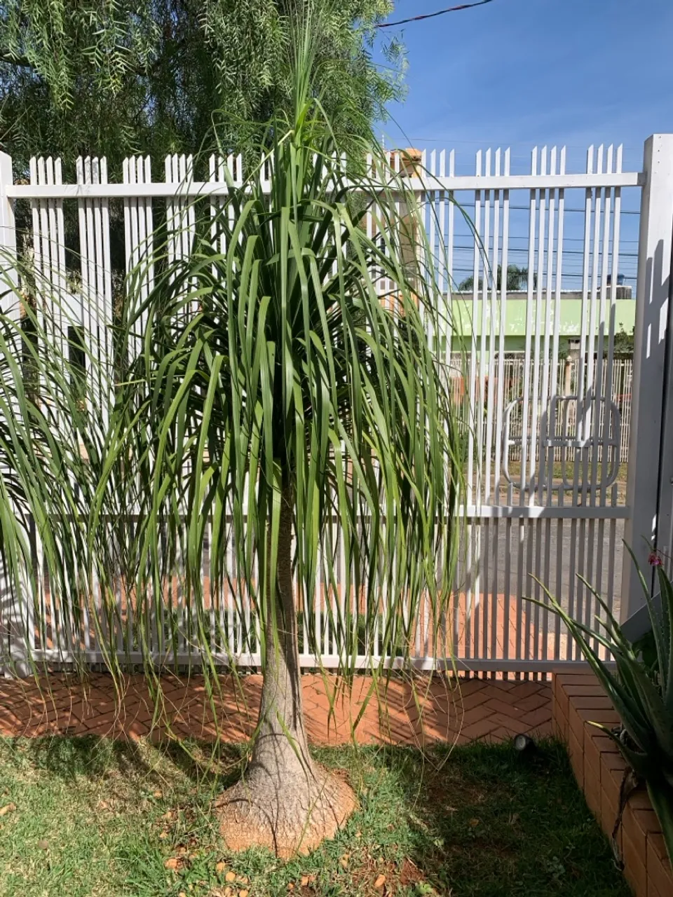 Plantas pata de elefante, 2.10m!