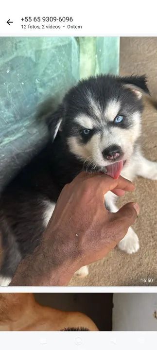 Filhote Husky Siberiano - Foto 3