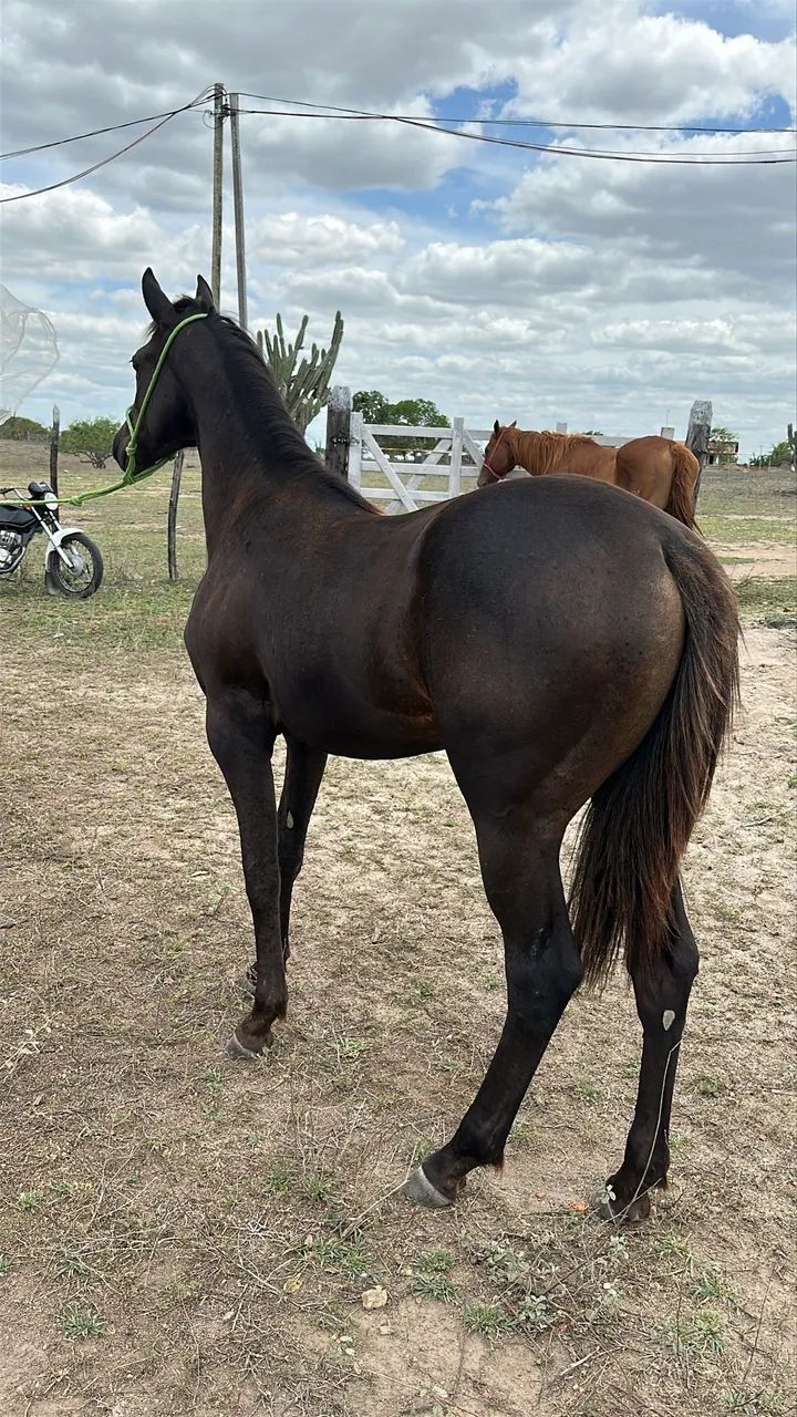 Oportunidade!! Potra QUARTO DE MILHA PRETA registrada  - Foto 4