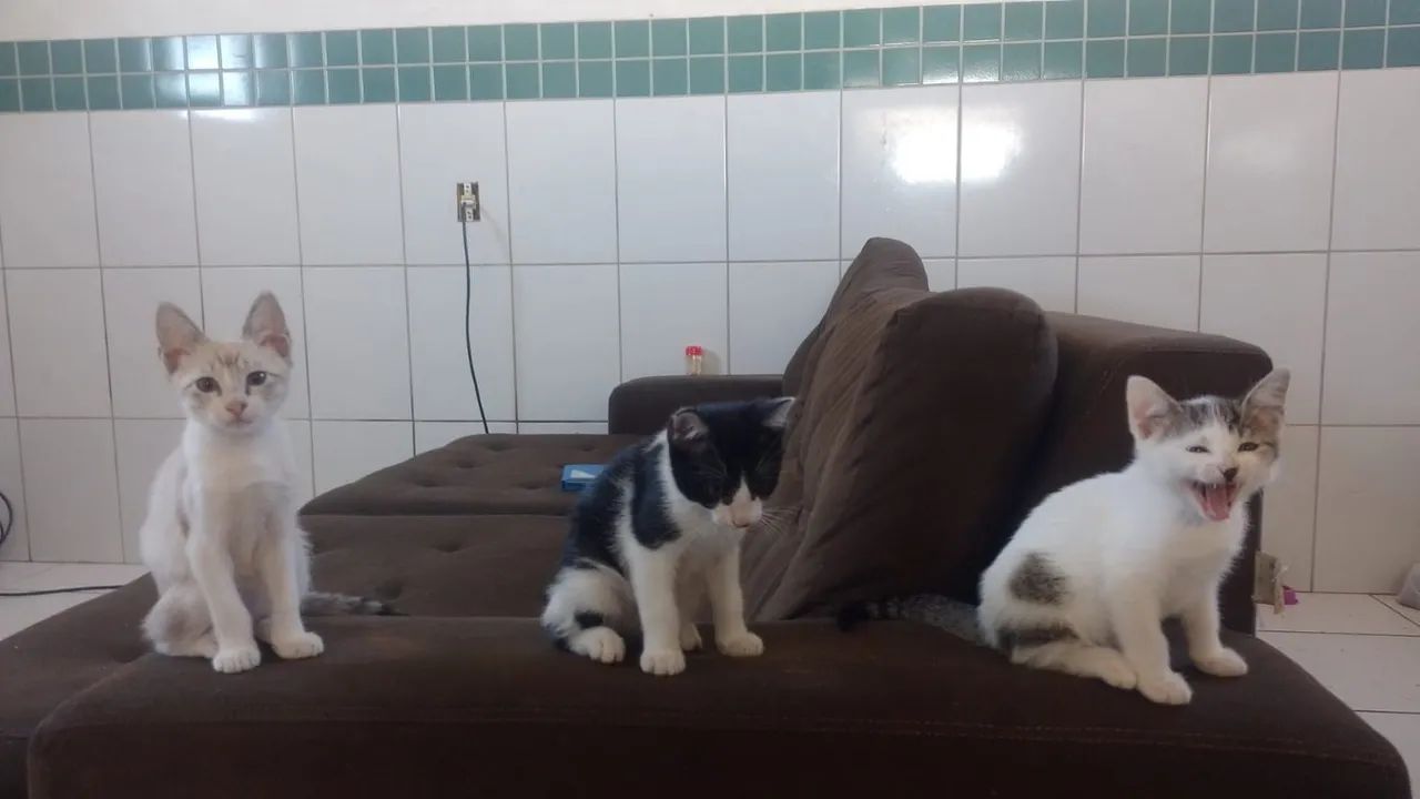 Gatos filhotes 