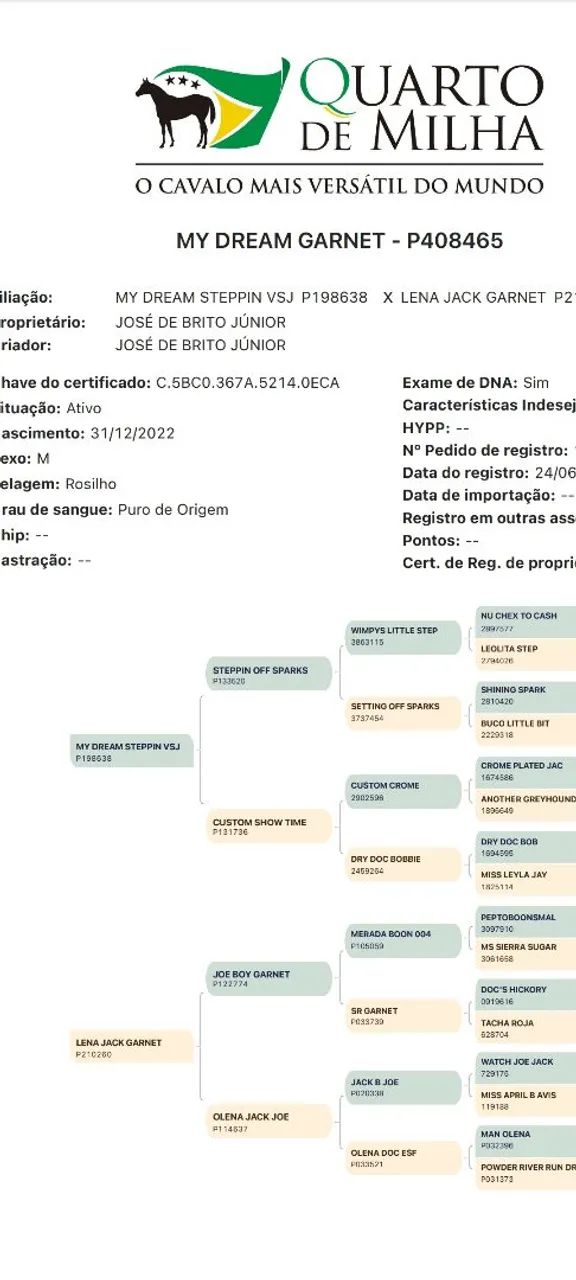 Cavalo QM registrado - Foto 5