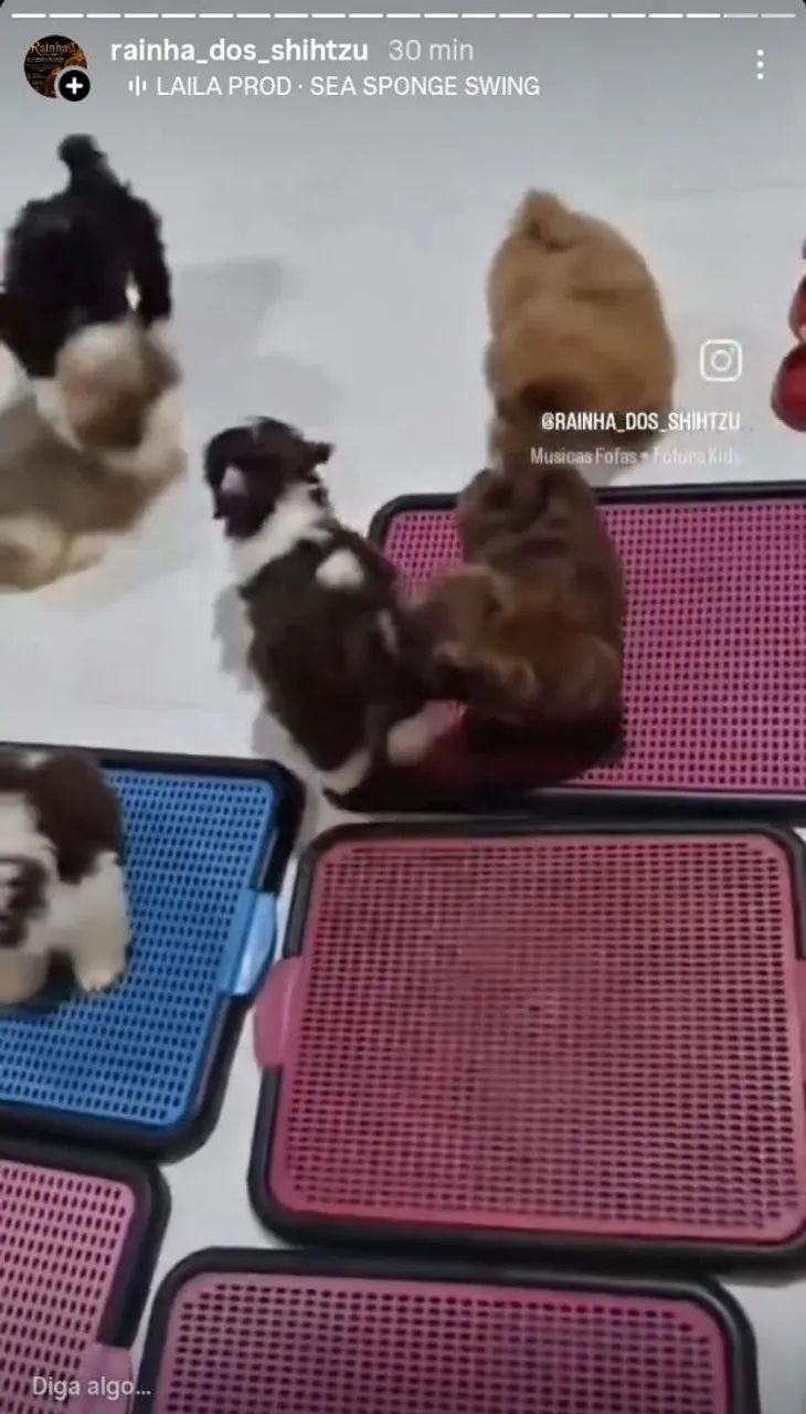Shih-tzu  - Foto 2
