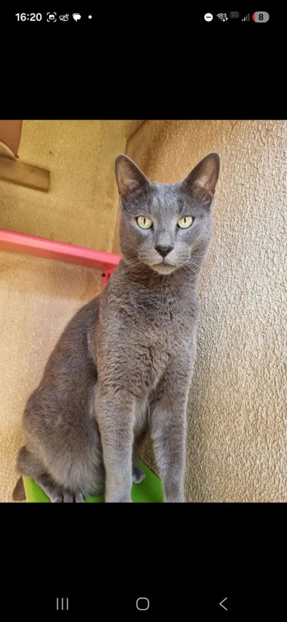 Gato Cinza - Foto 2