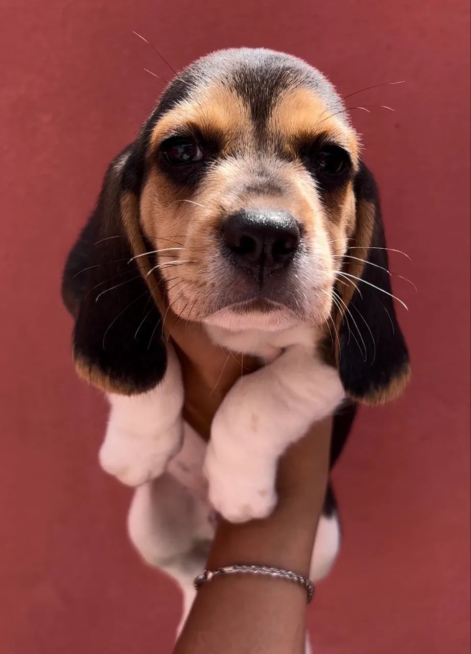 Beagles. - Foto 2