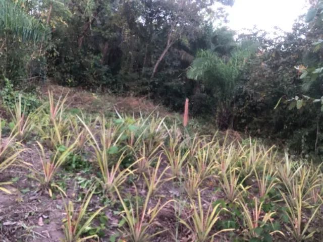 Venda-se nini chácara  - Foto 2