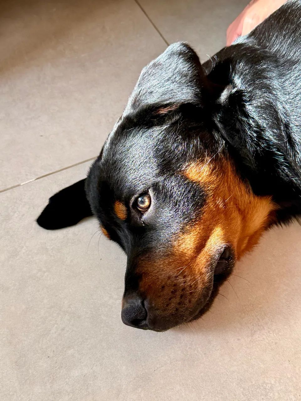 Rotweiler 5 meses - Foto 2