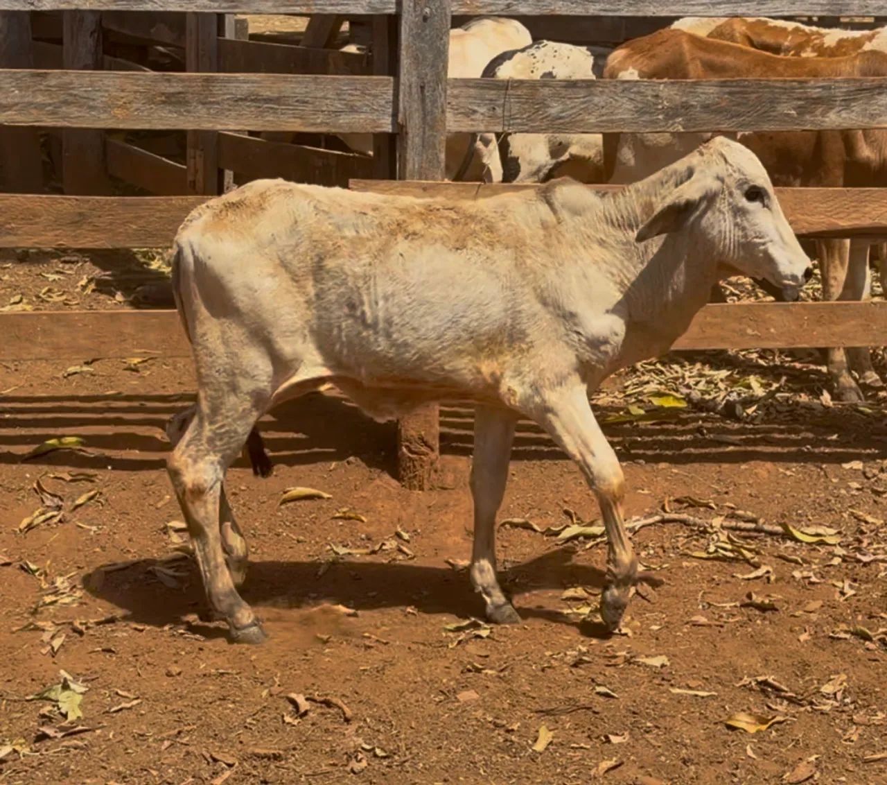 Bezerra Tabapuã (Anápolis)