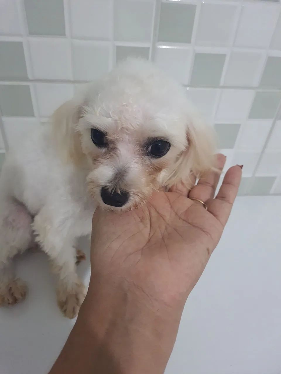 Maltes dois anos - Foto 2