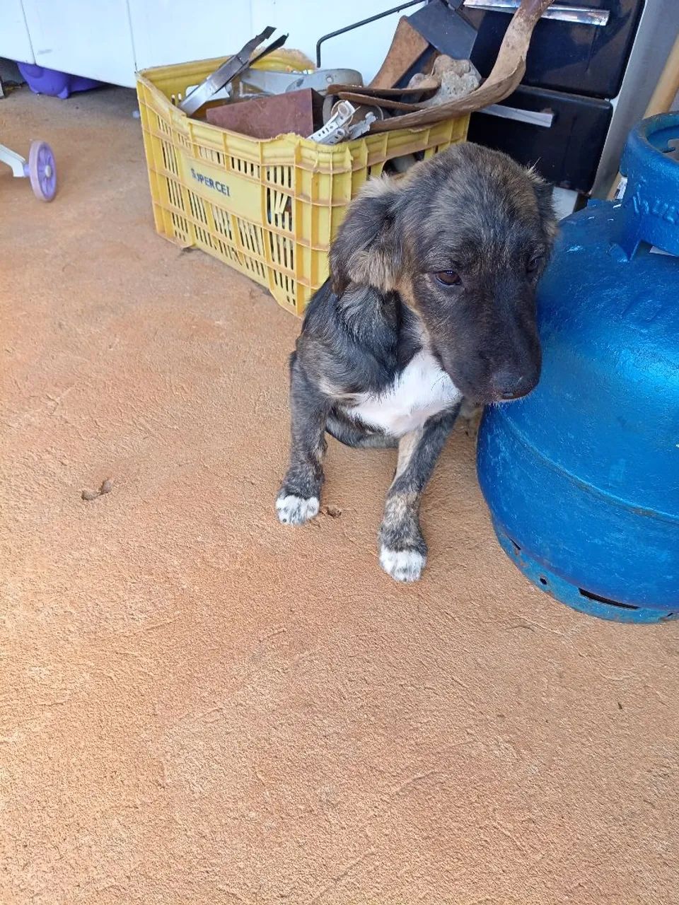 Doação de cachorrinho 