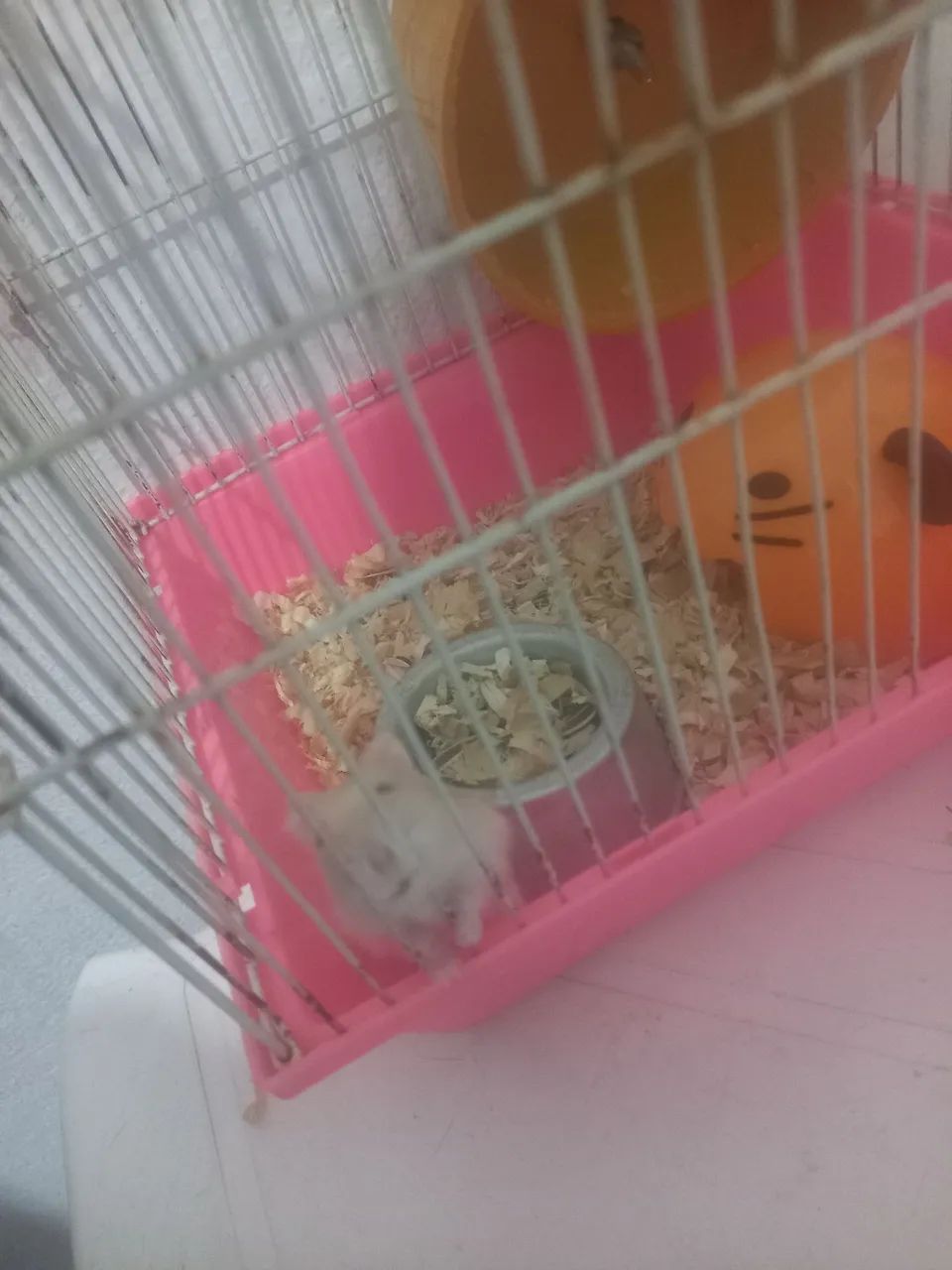 Vendo hamsters ? - Foto 2
