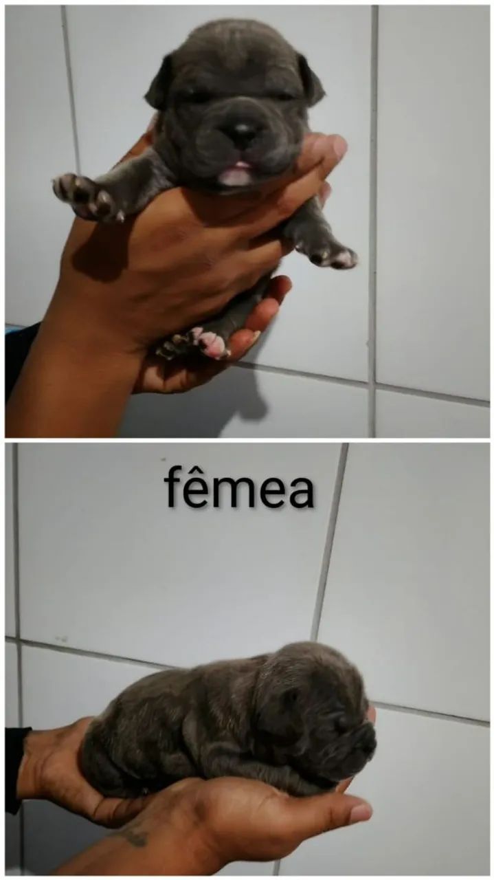 American Bully - Foto 3