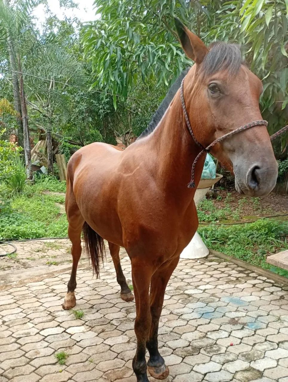 ?Cavalo castanho - 4 a 5 anos - manso de sela - Foto 2