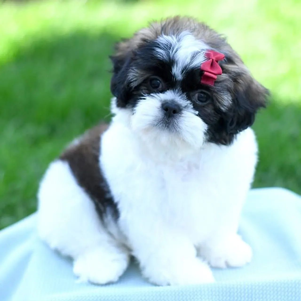 Shih tzu Pet perfeito para qualquer momento ss