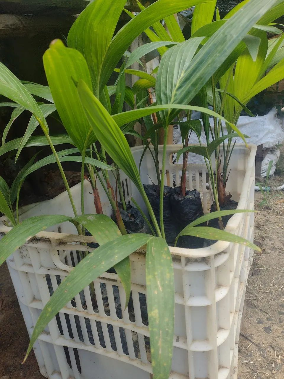 Mudas de plantas  - Foto 3