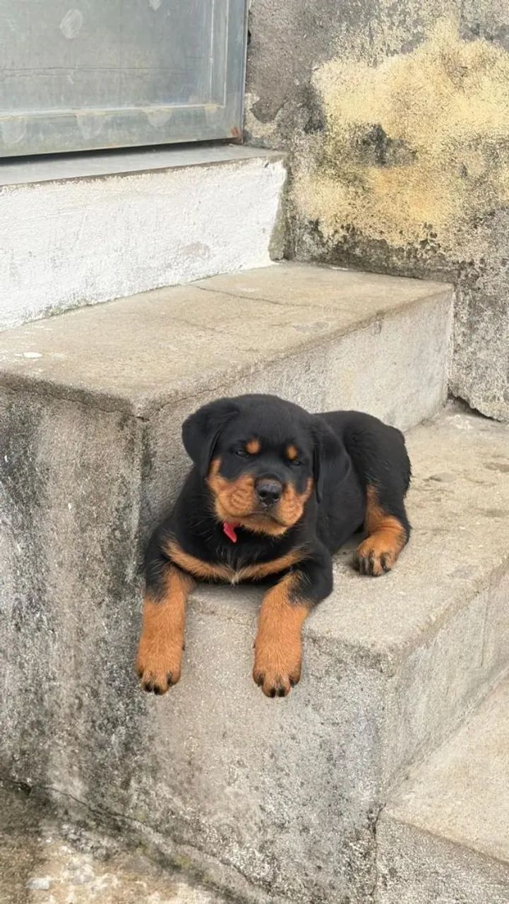 Rottweiler Macho e Femea - Foto 3