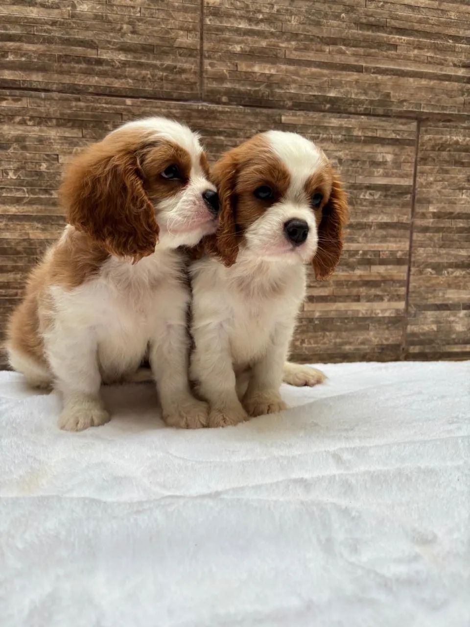 Cavalier legítimo entrego 